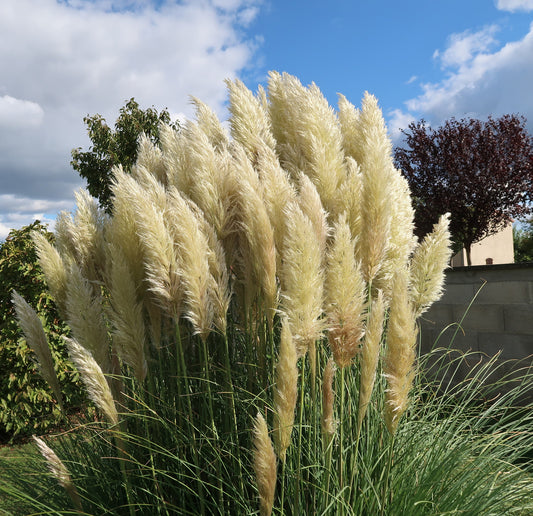 HOW TO PRUNE PAMPAS GRASS